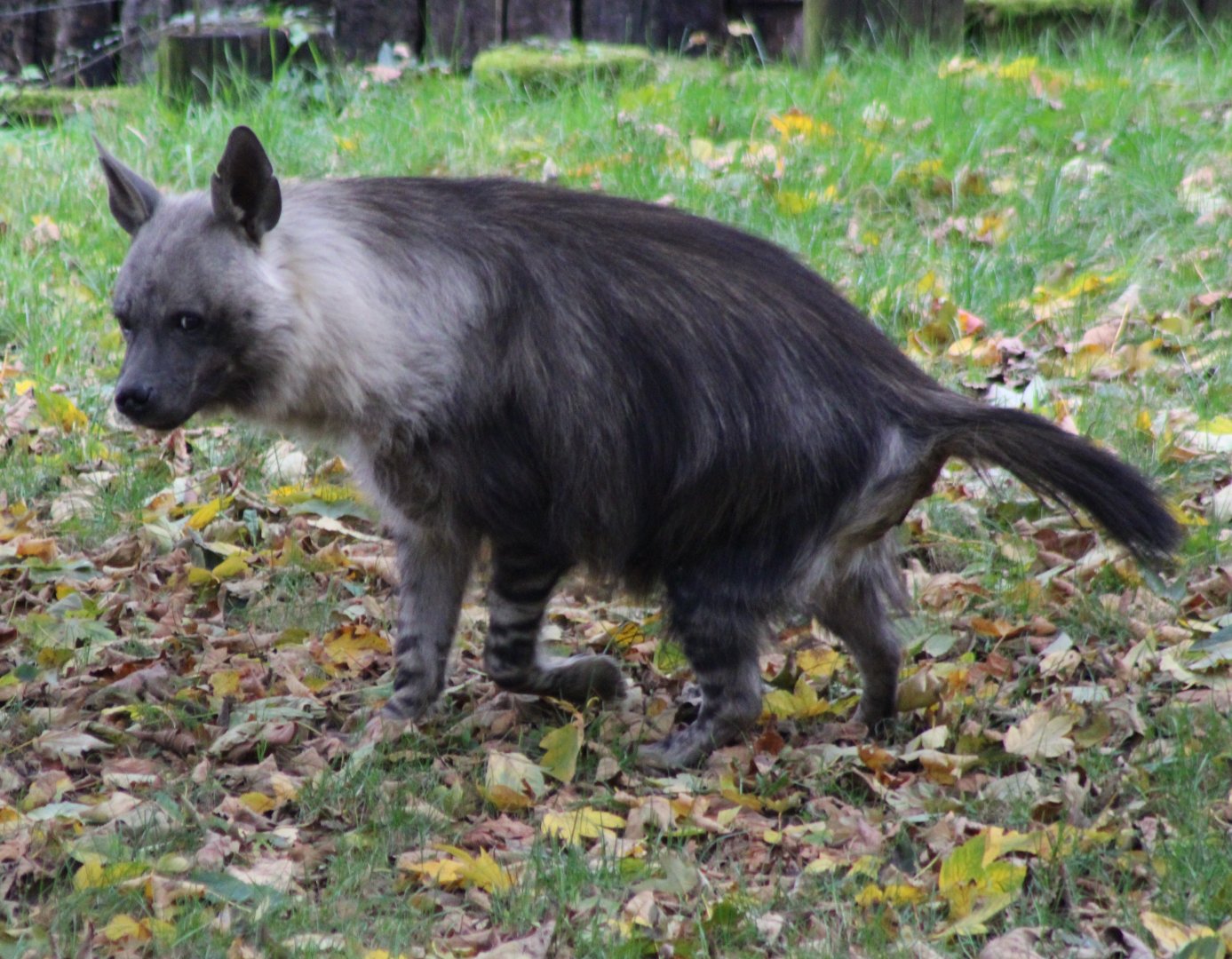 Brown hyena
