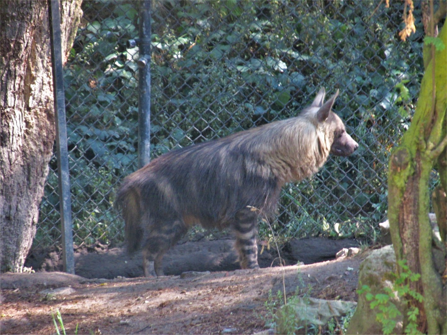 brown hyena