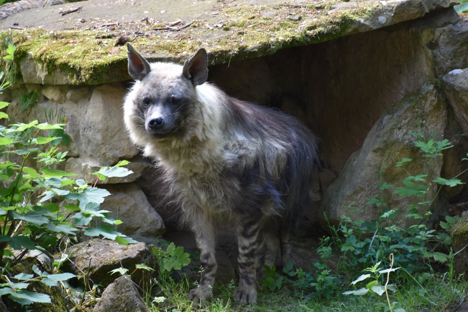 Brown hyena