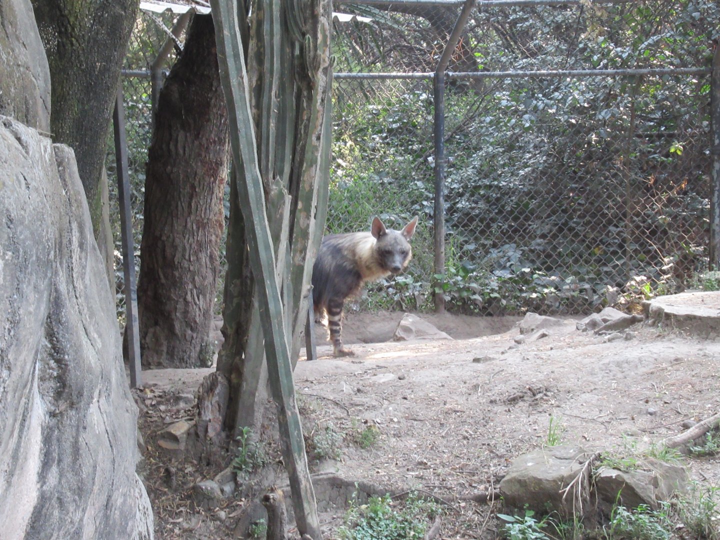 Brown hyena