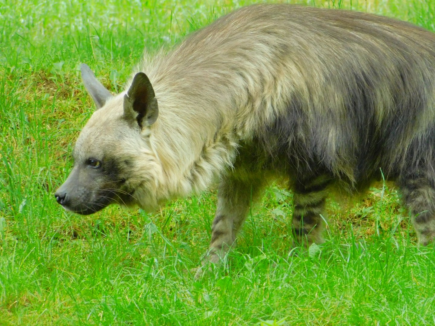 Brown Hyena