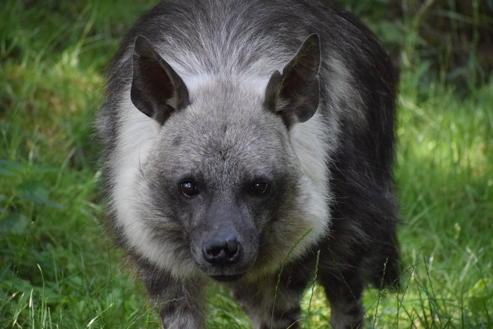 Brown Hyena