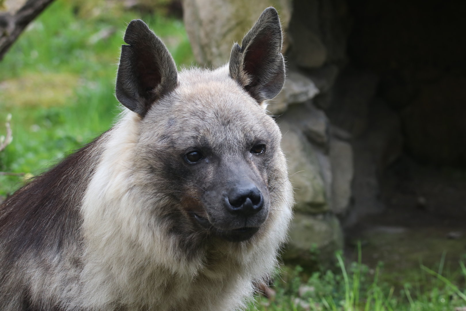 Brown hyena