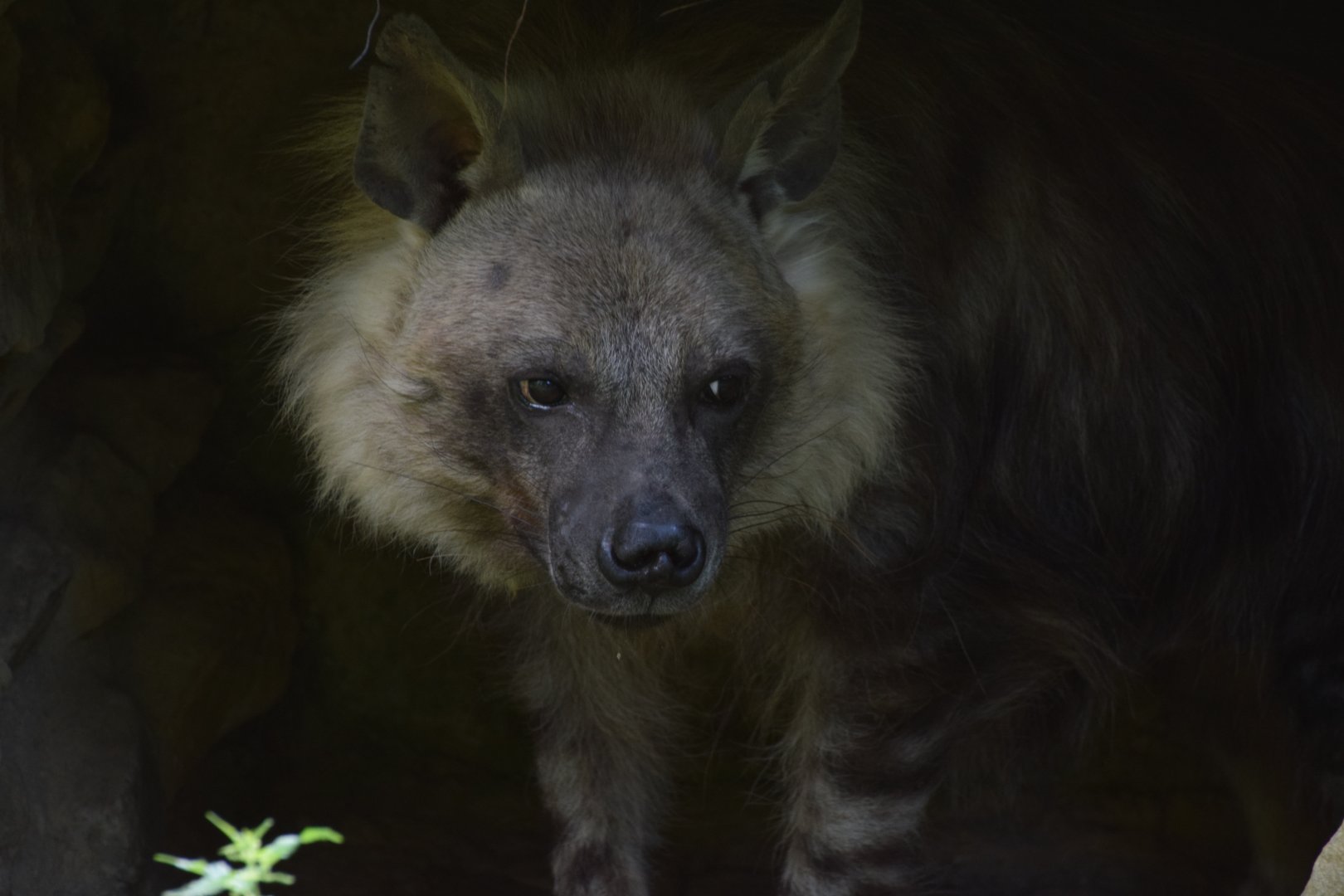 Brown hyena