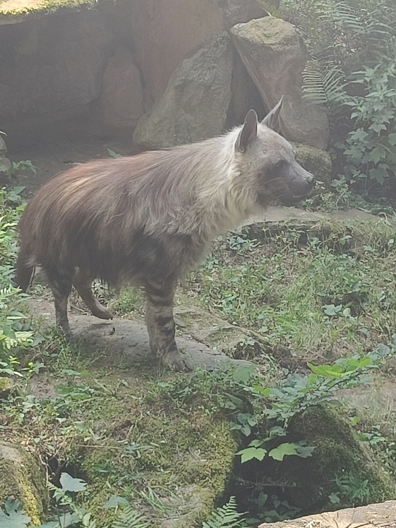 Brown Hyena