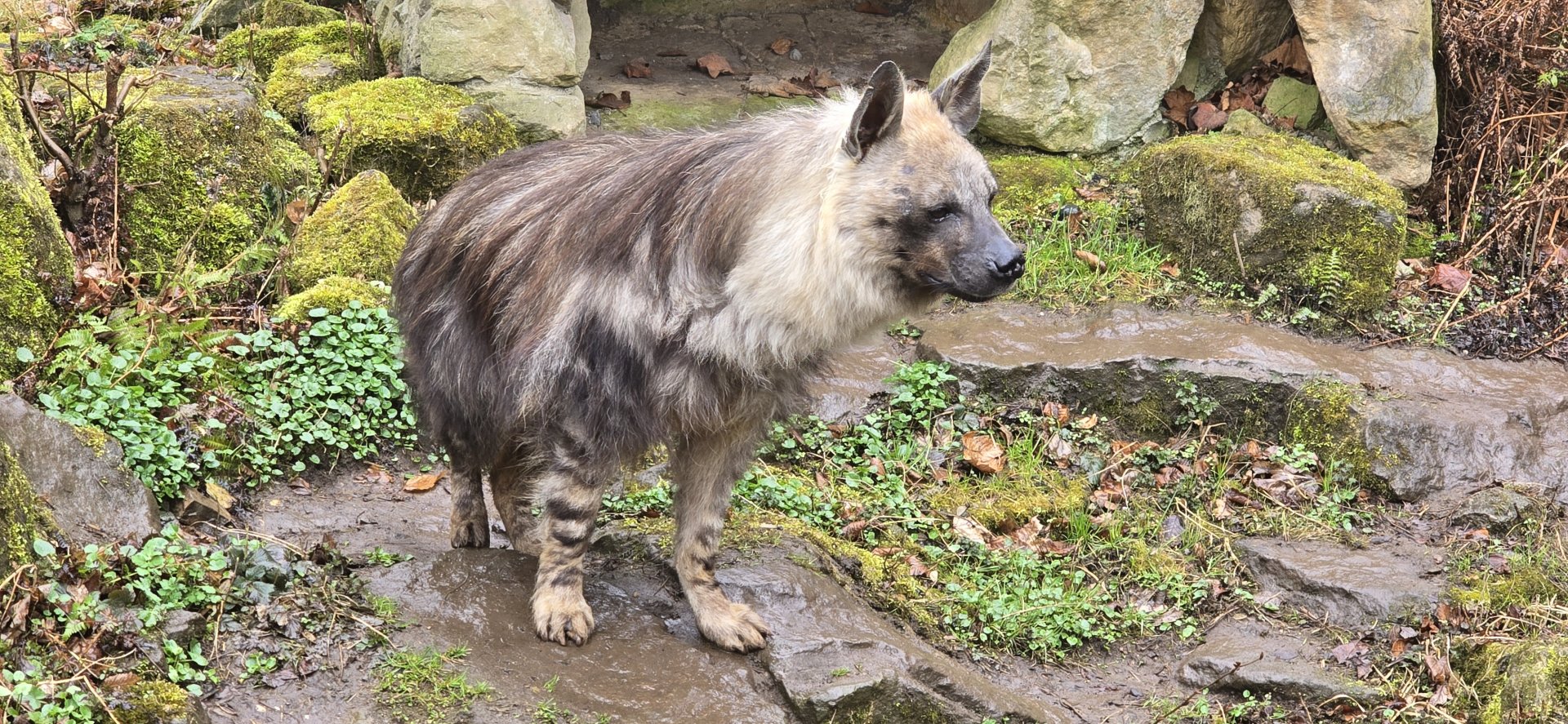 Brown hyena