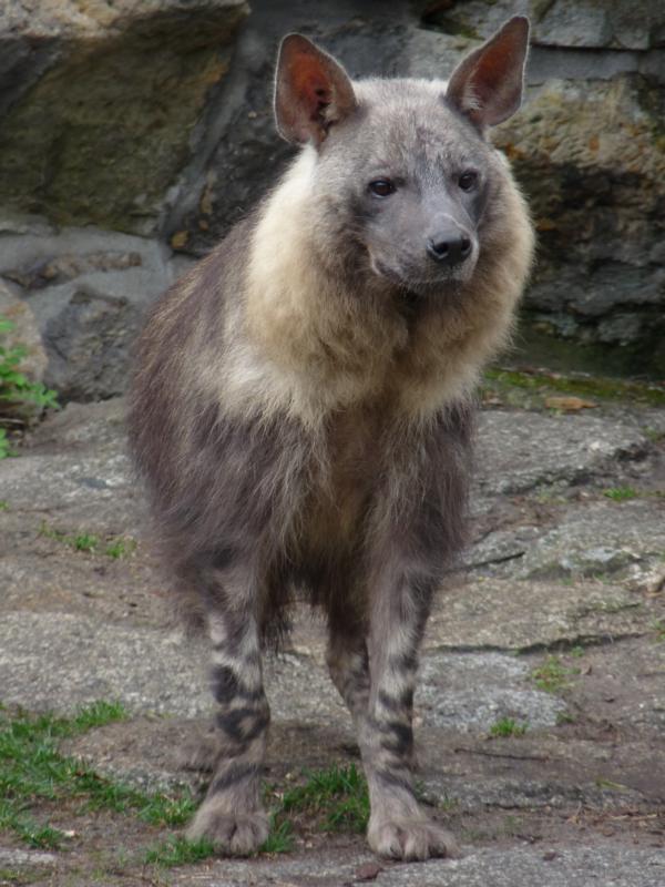 Brown hyena
