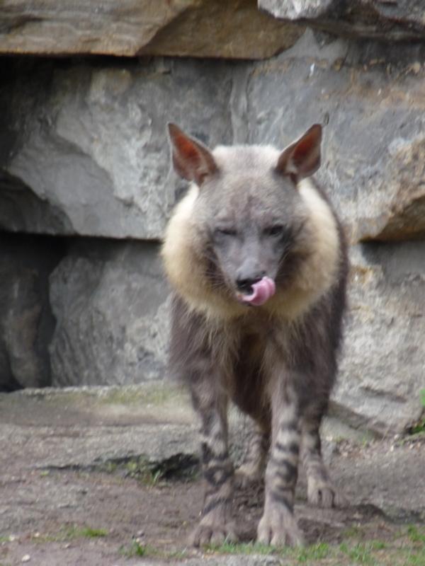 Brown hyena