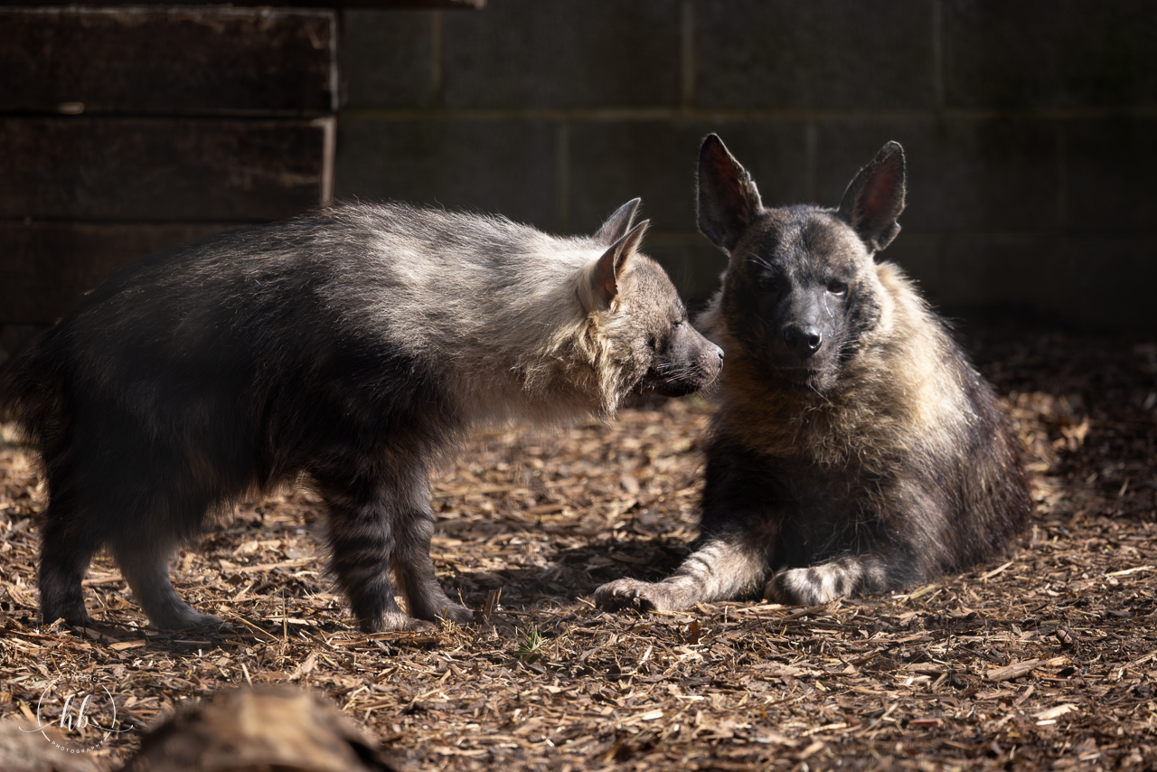 Brown Hyenas / Hamerton / 26-3-24