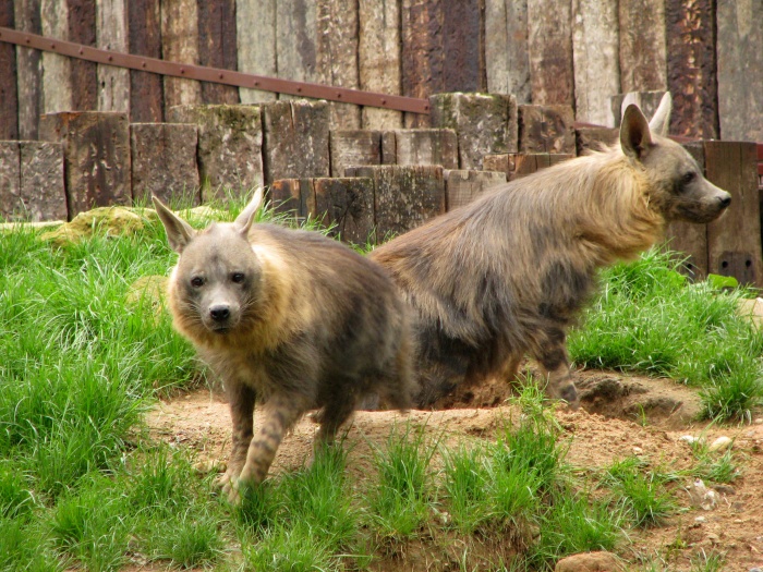 Brown Hyenas @ Prague zoo