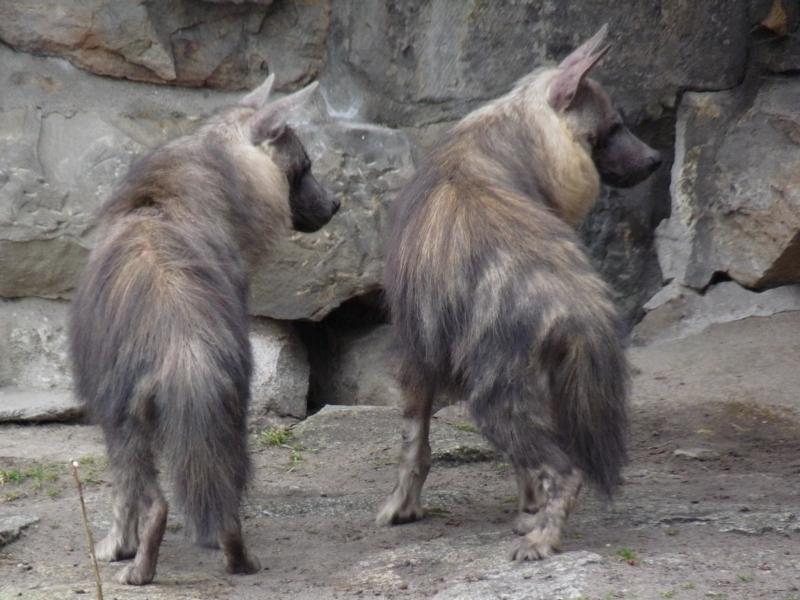 Brown hyenas
