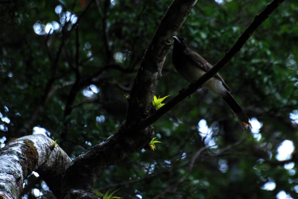 Brown Jay at Curi Cancha, 20/04/14