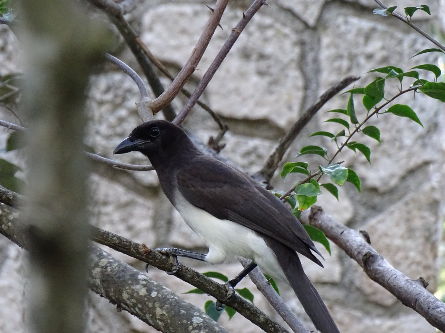Brown jay (Cyanocorax morio vociferus)