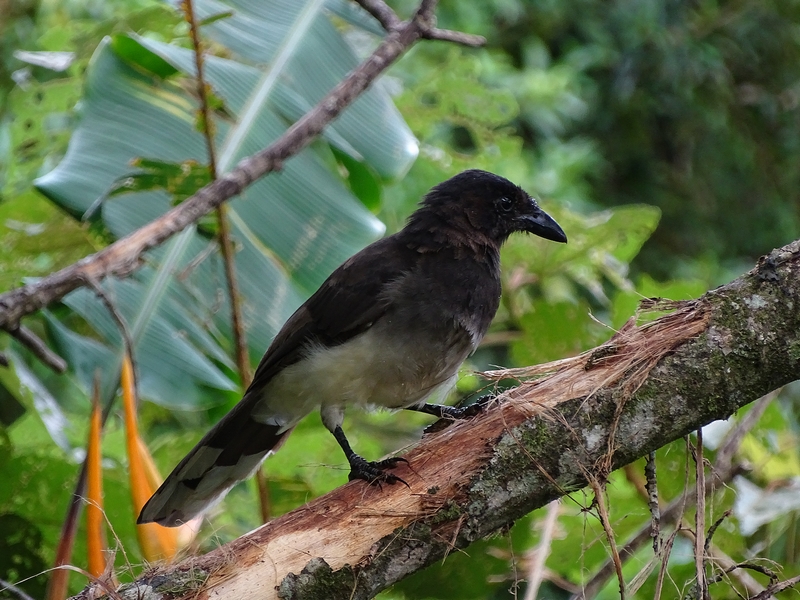 Brown Jay