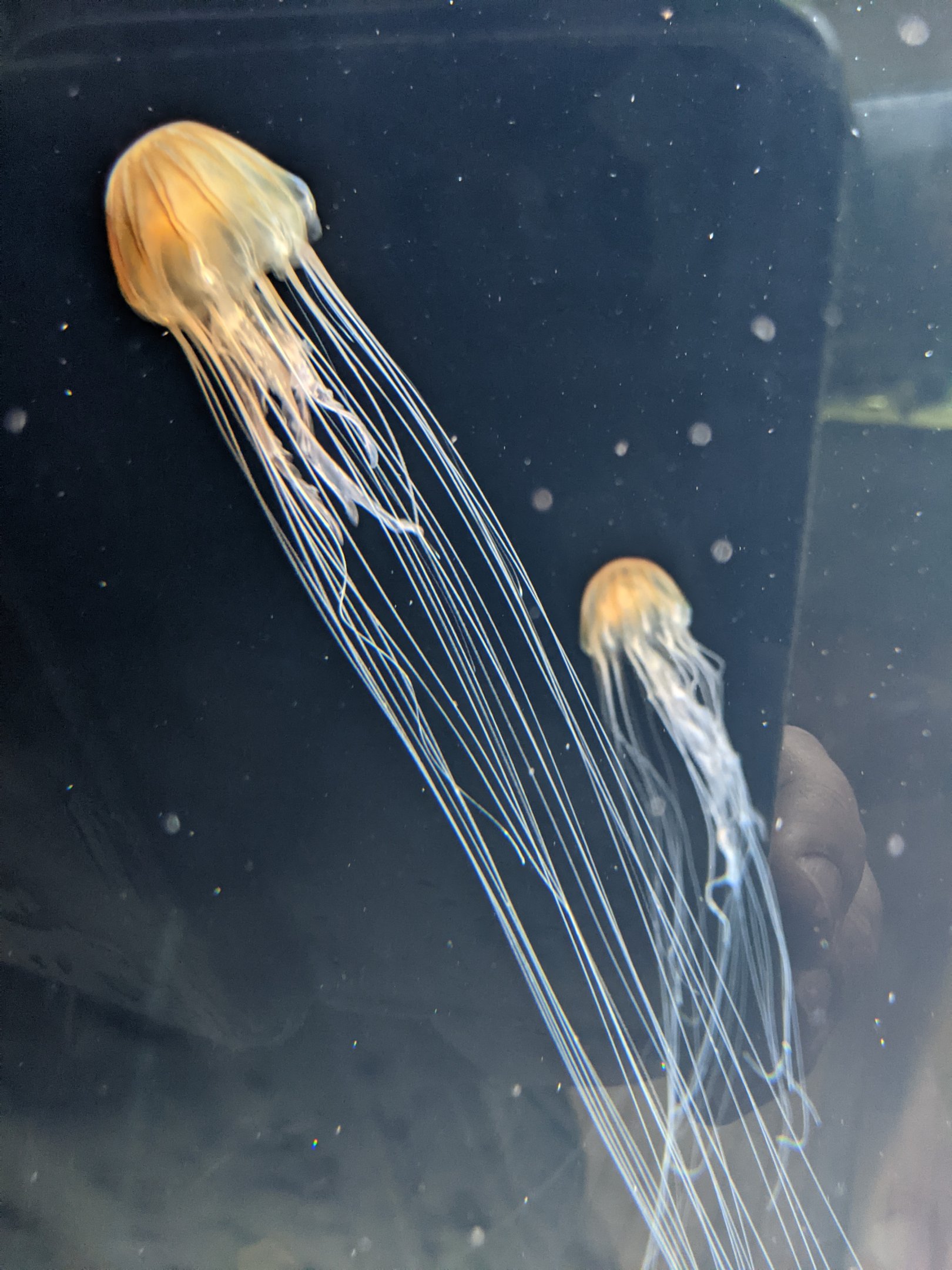 Brown Jellyfish (Chrysaora melanaster)