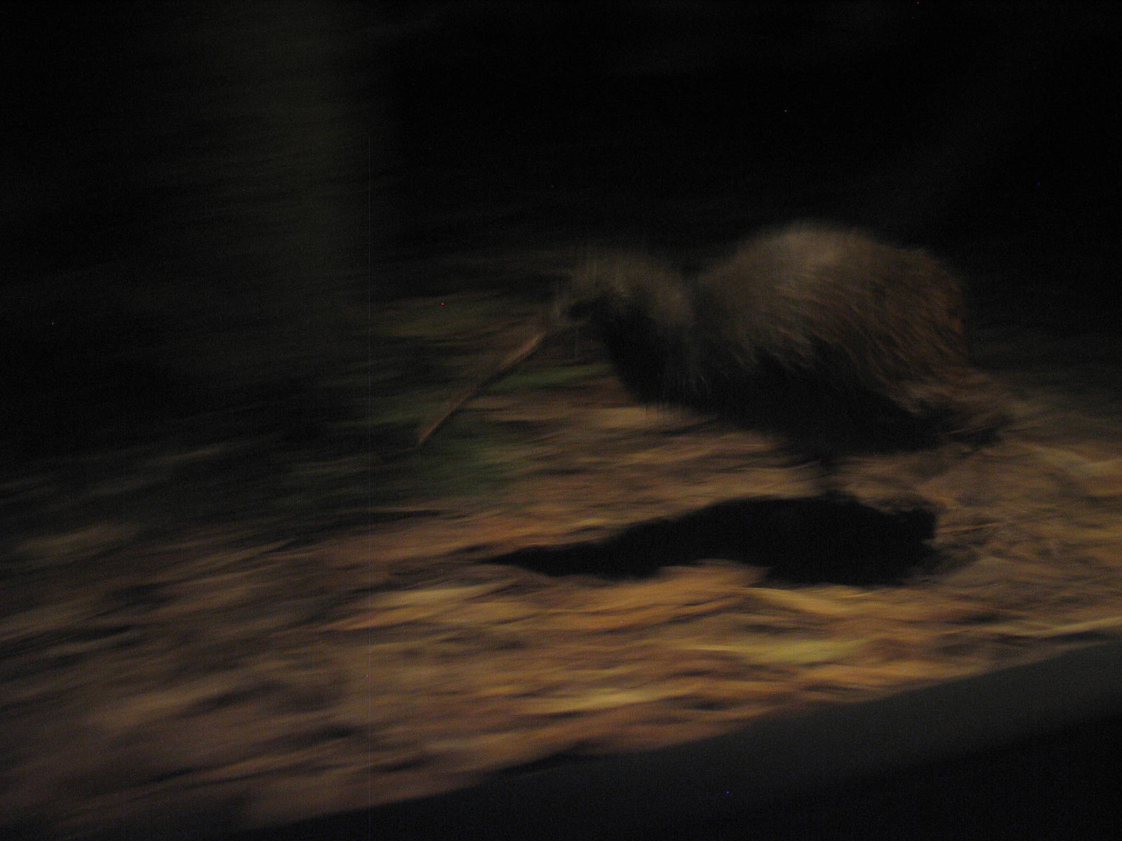 Brown Kiwi at Auckland Zoo