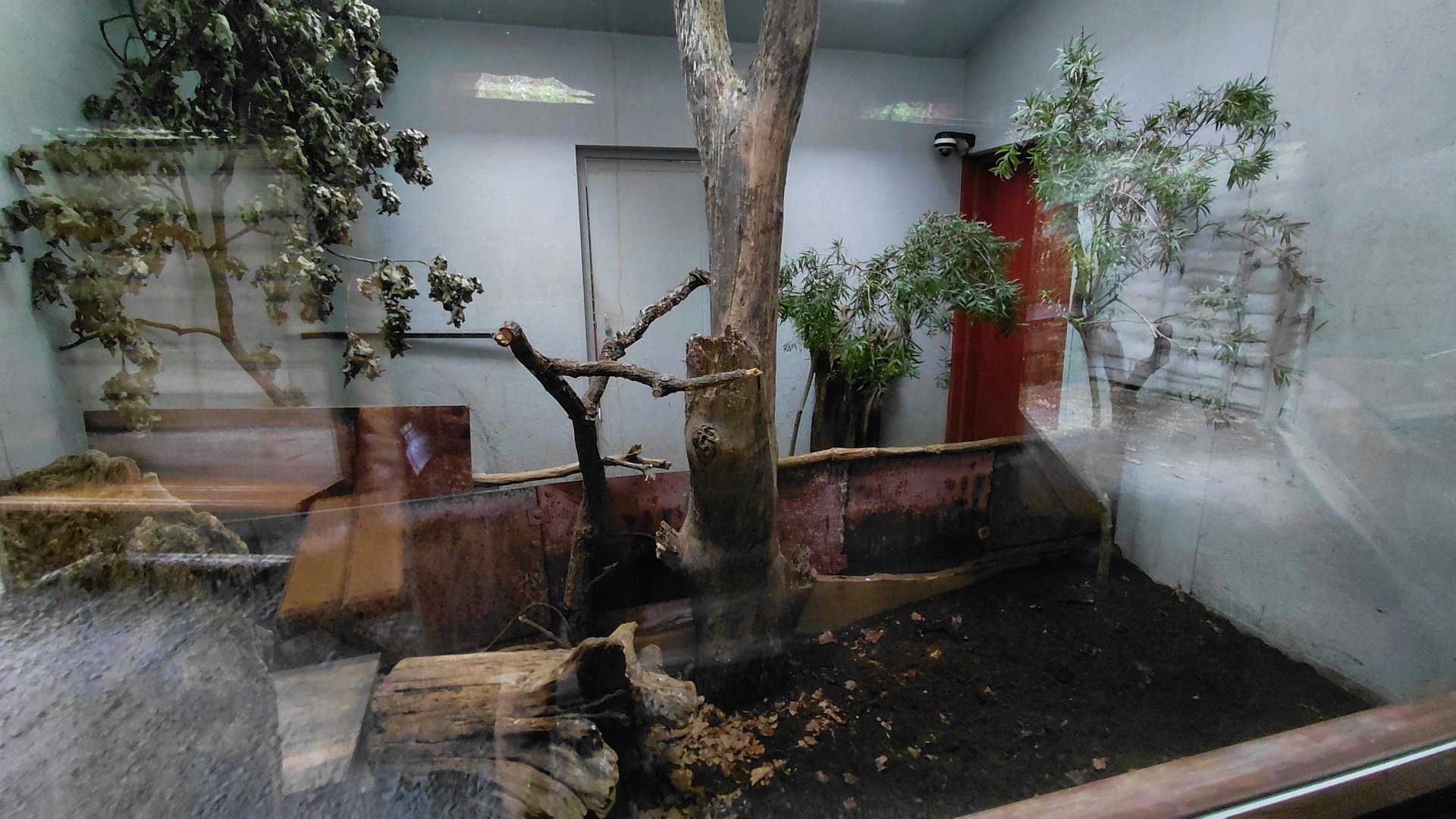 Brown kiwi indoor exhibit