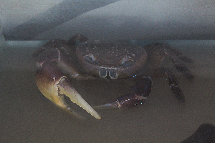 Brown land crab (Cardisoma carnifex) - Drive Thru Park