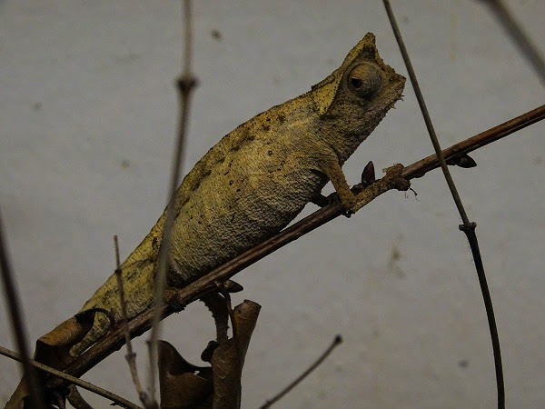 Brown leaf chameleon (Brookesia superciliaris)(BtS)