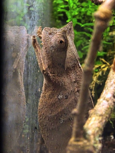 Brown leaf chameleon (Brookesia superciliaris)(BtS)