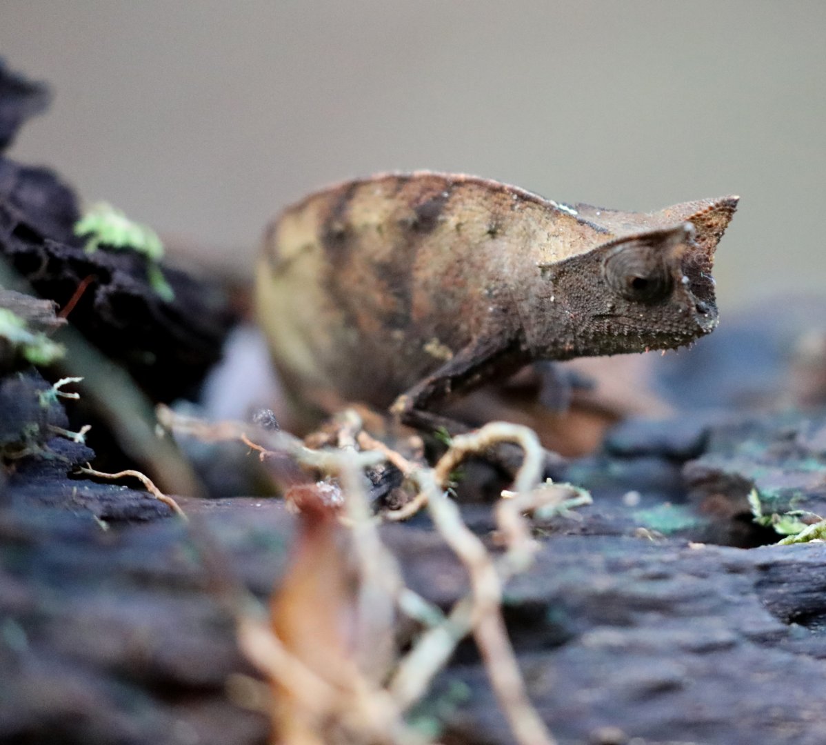 brown leaf chameleon or stump-tailed chameleon (Brookesia superciliaris)