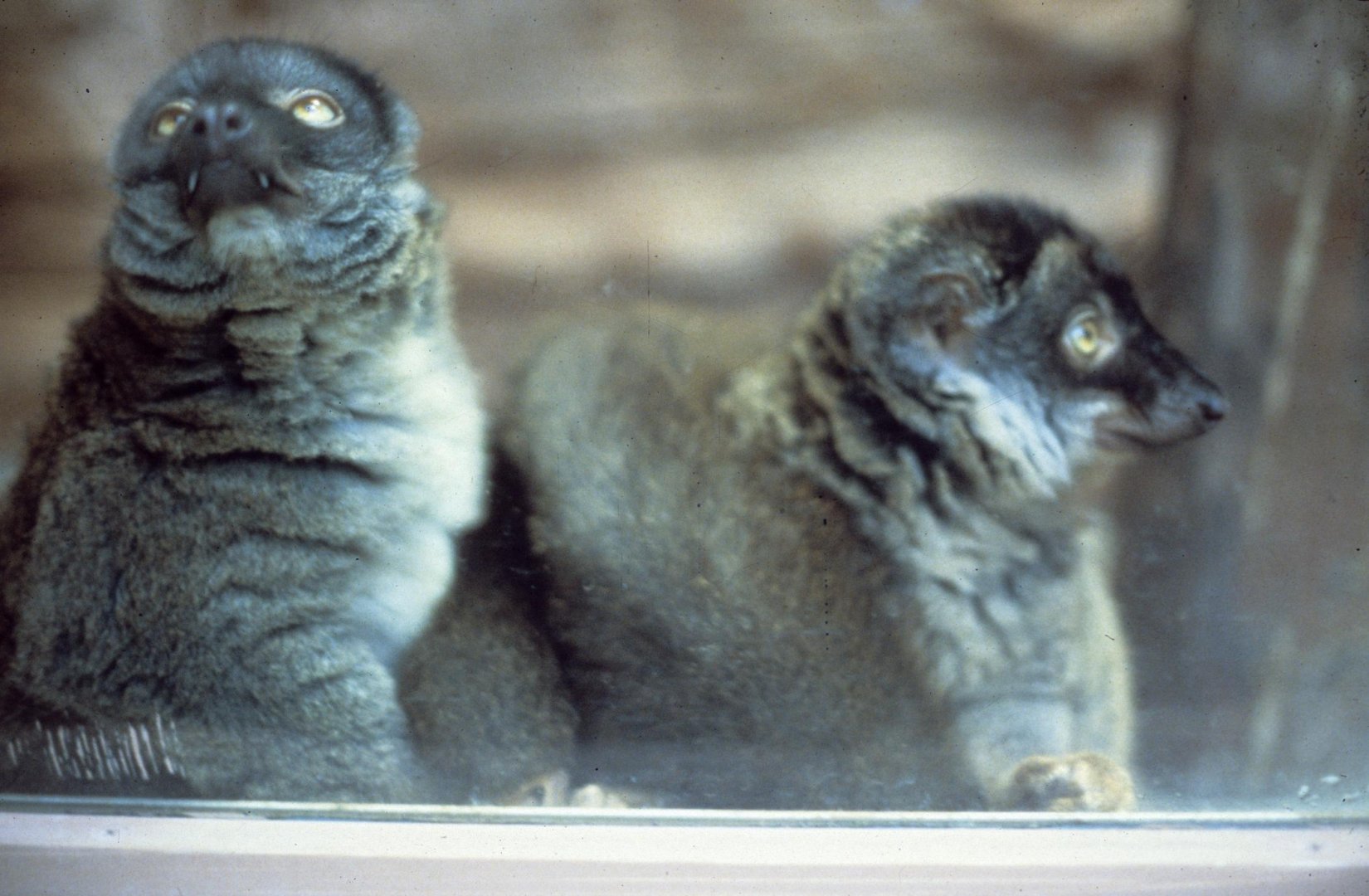 Brown Lemur 1979