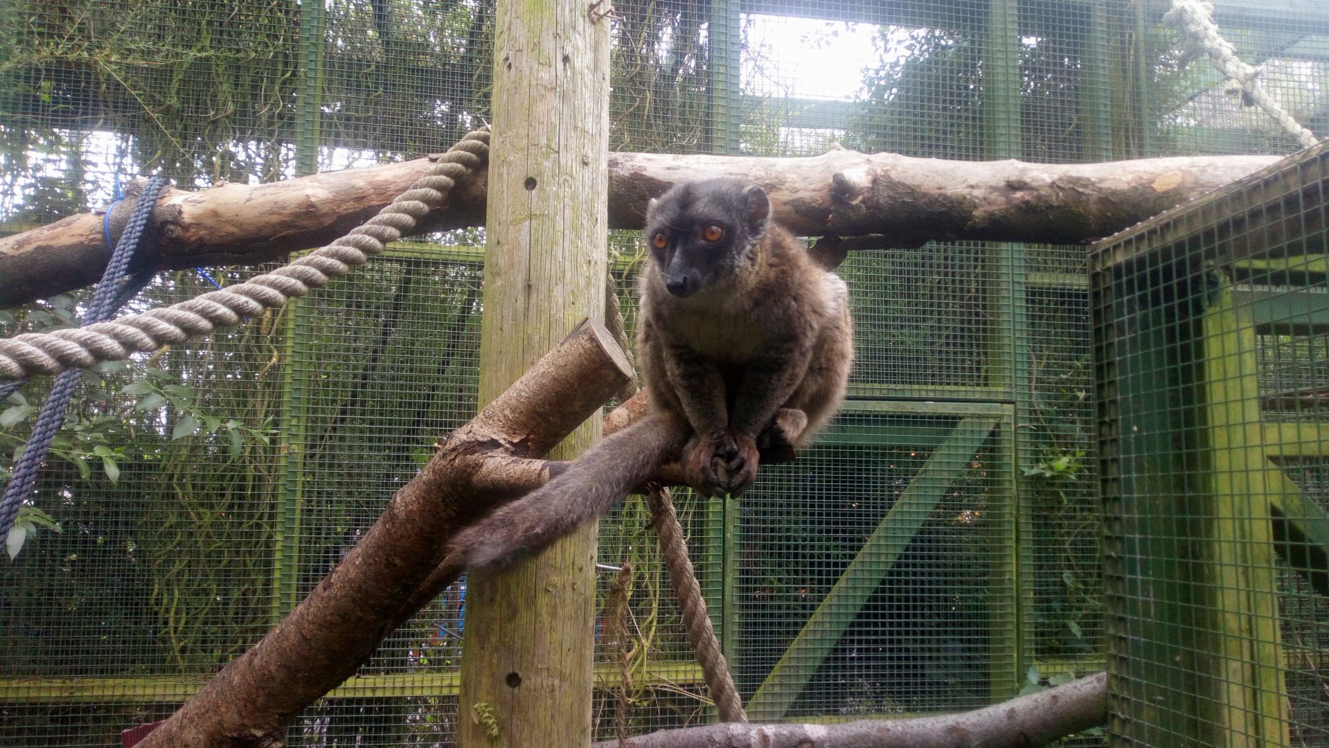 Brown lemur 4/9/21