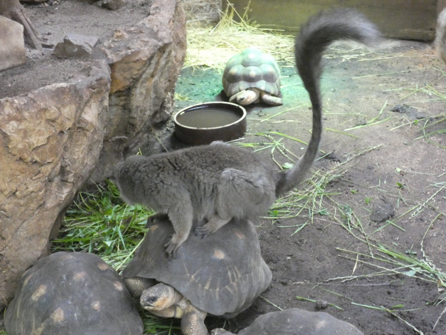 Brown lemur and radiated tortoise