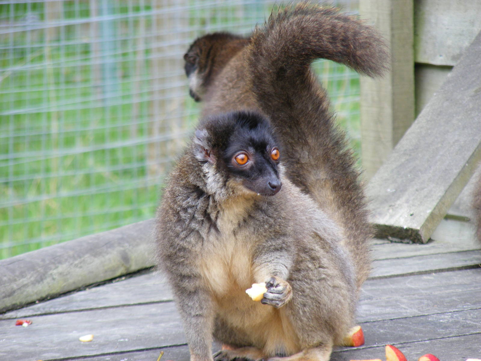 Brown lemur at Blair Drummond Safari Park, 19 May 2010
