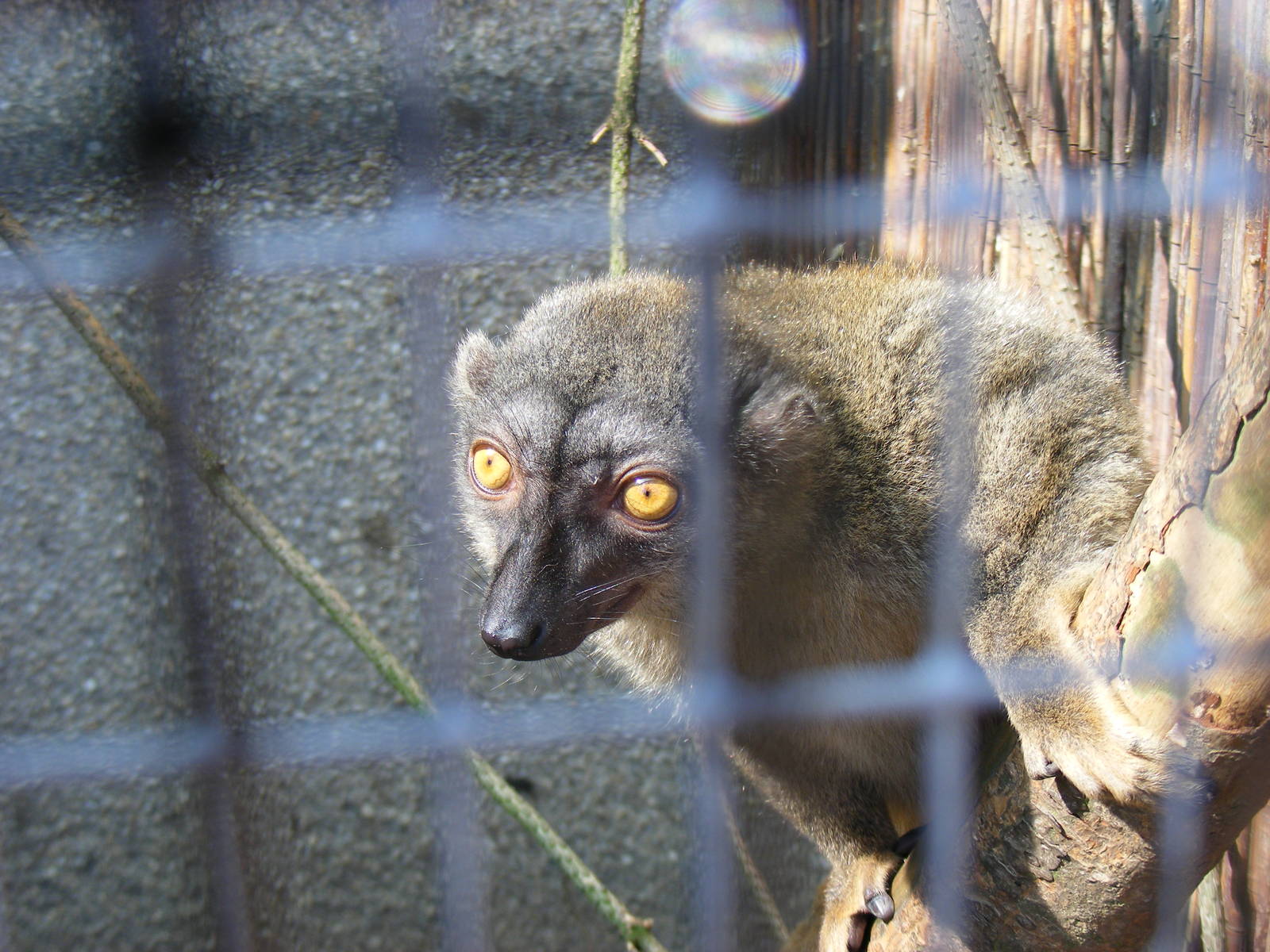 Brown lemur at Fife Animal Park, 18 May 2010