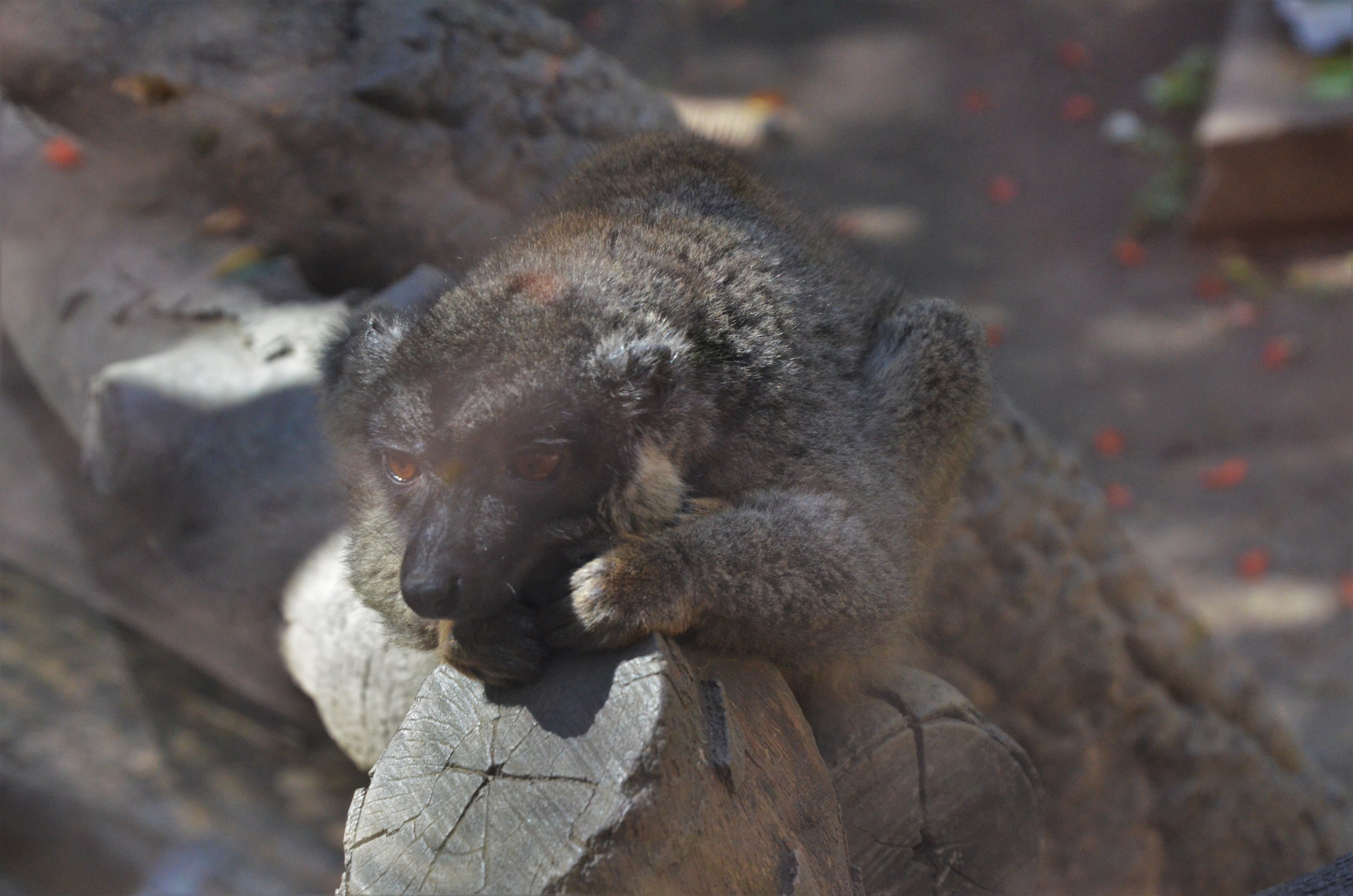Brown Lemur at Selwo Aventura, 13/03/19