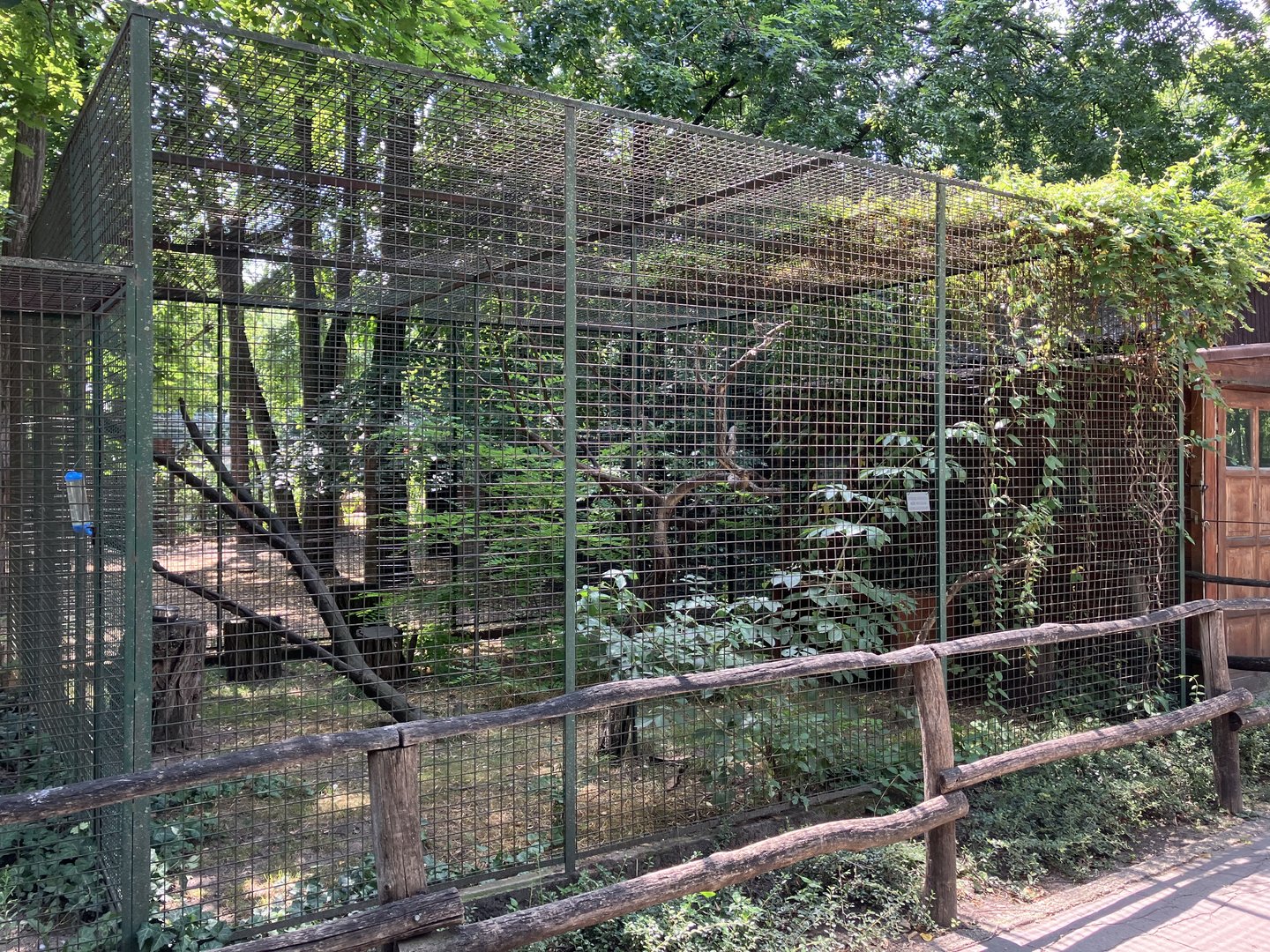 Brown lemur cage