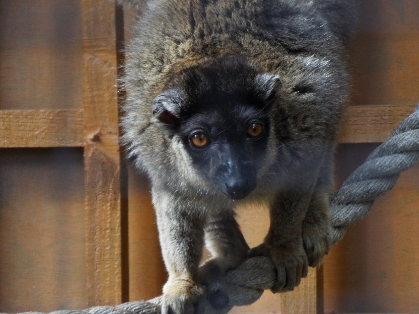 Brown Lemur, Call of the Wild