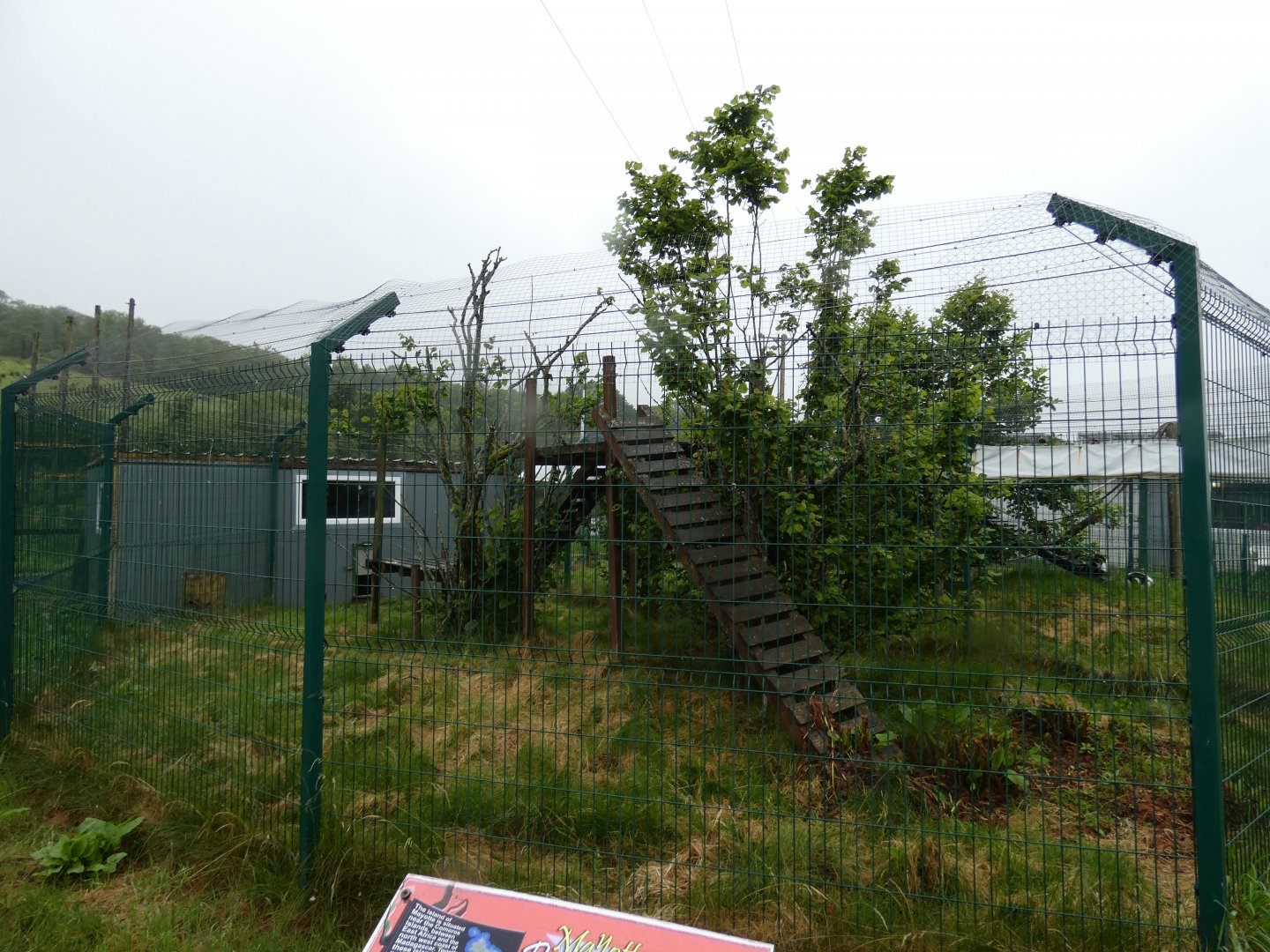 Brown lemur enclosure
