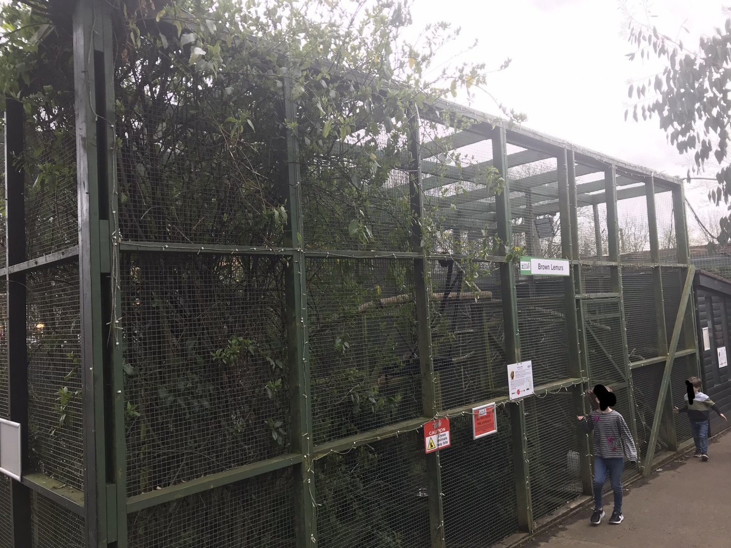 Brown lemur enclosure