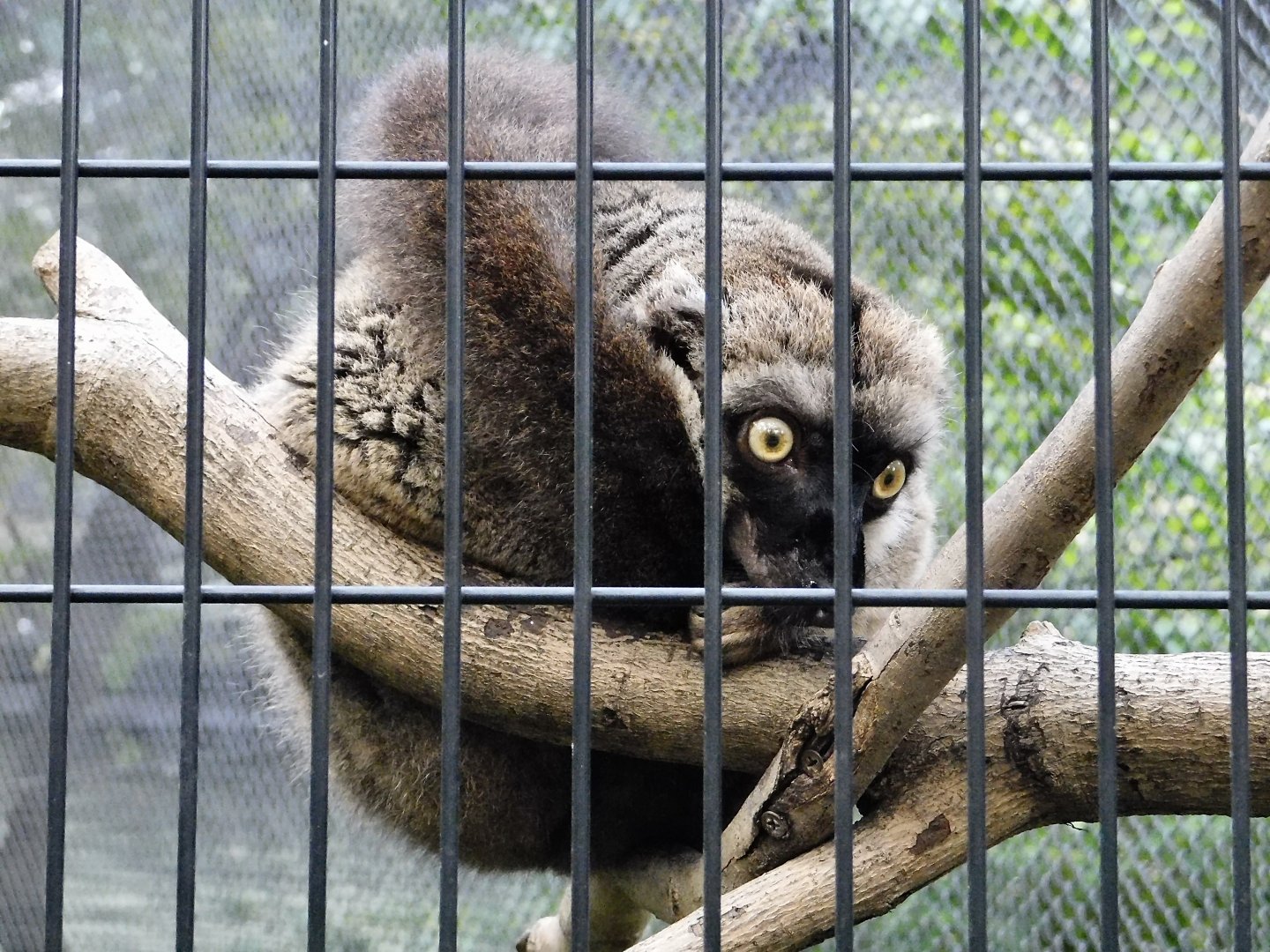 Brown Lemur (Eulemur fulvus) - Yumemigasaki Zoological Park October 12, 2025