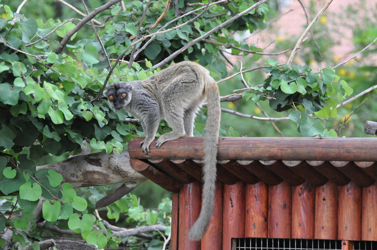 Brown lemur/ Eulemur fulvus