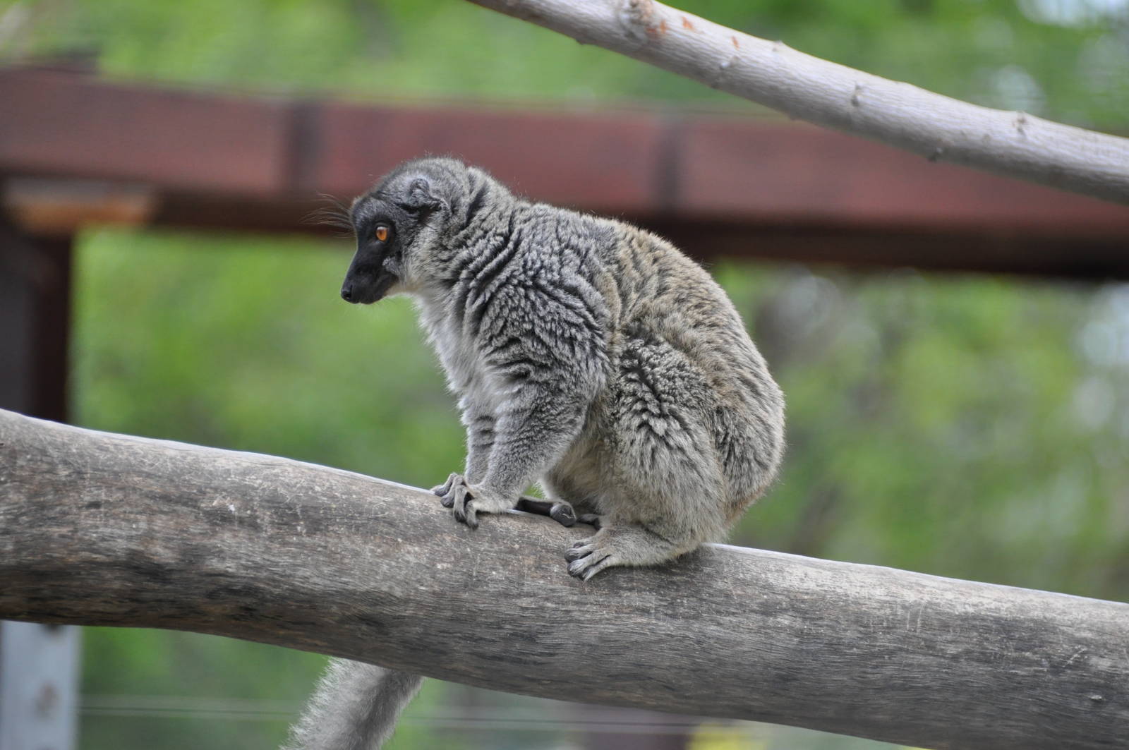 Brown lemur/ Eulemur fulvus