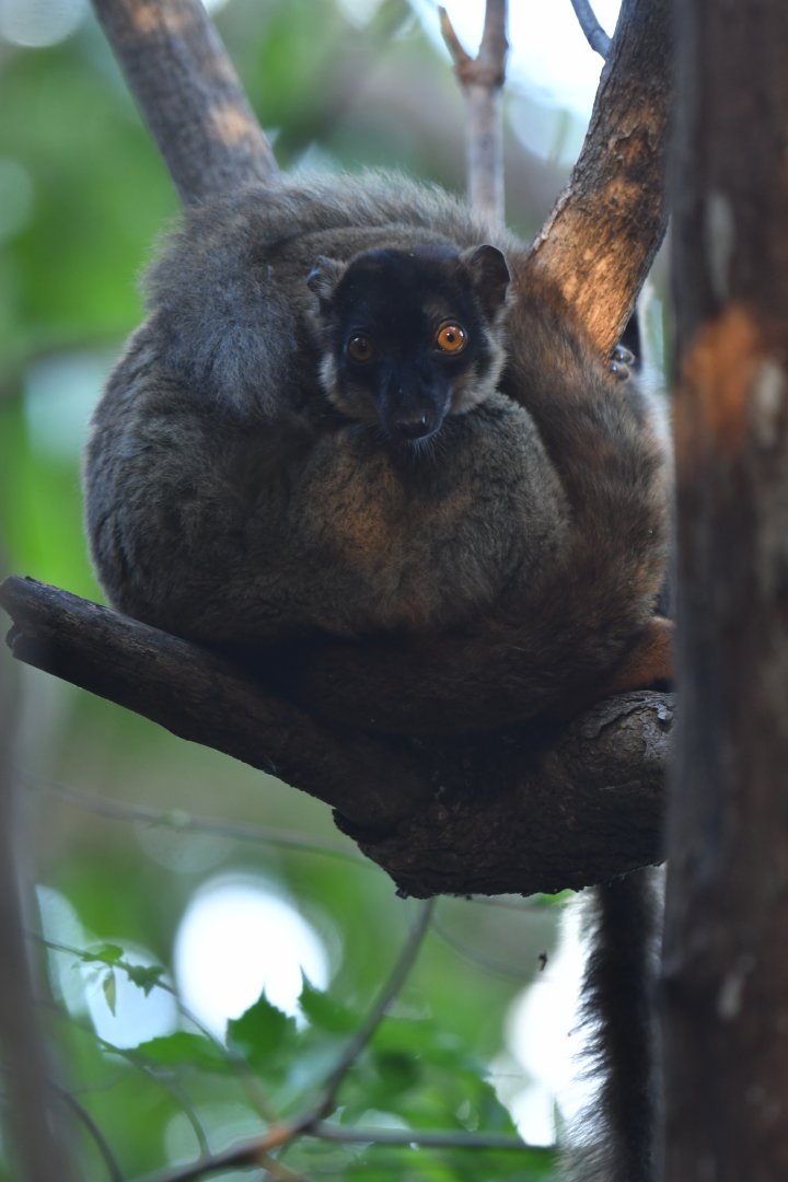 Brown lemur (Eulemur fulvus)