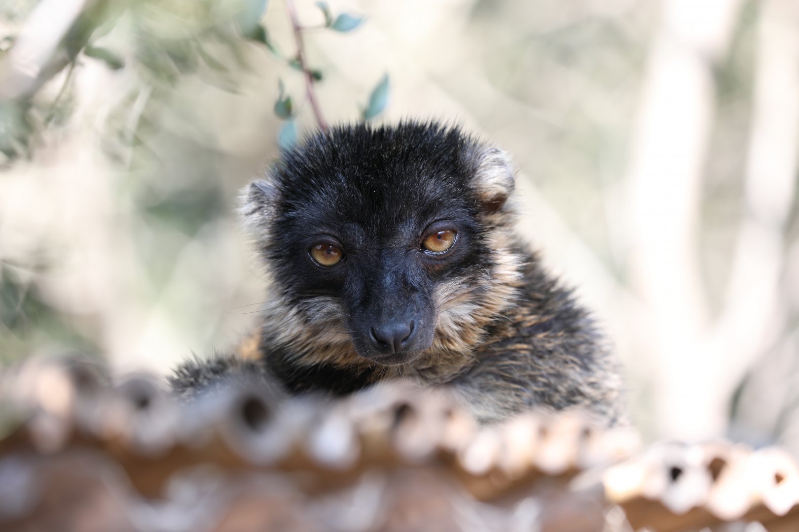 Brown lemur (Eulemur fulvus)