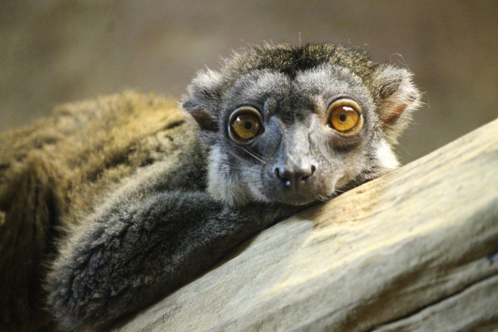 Brown Lemur (Eulemur fuscus)