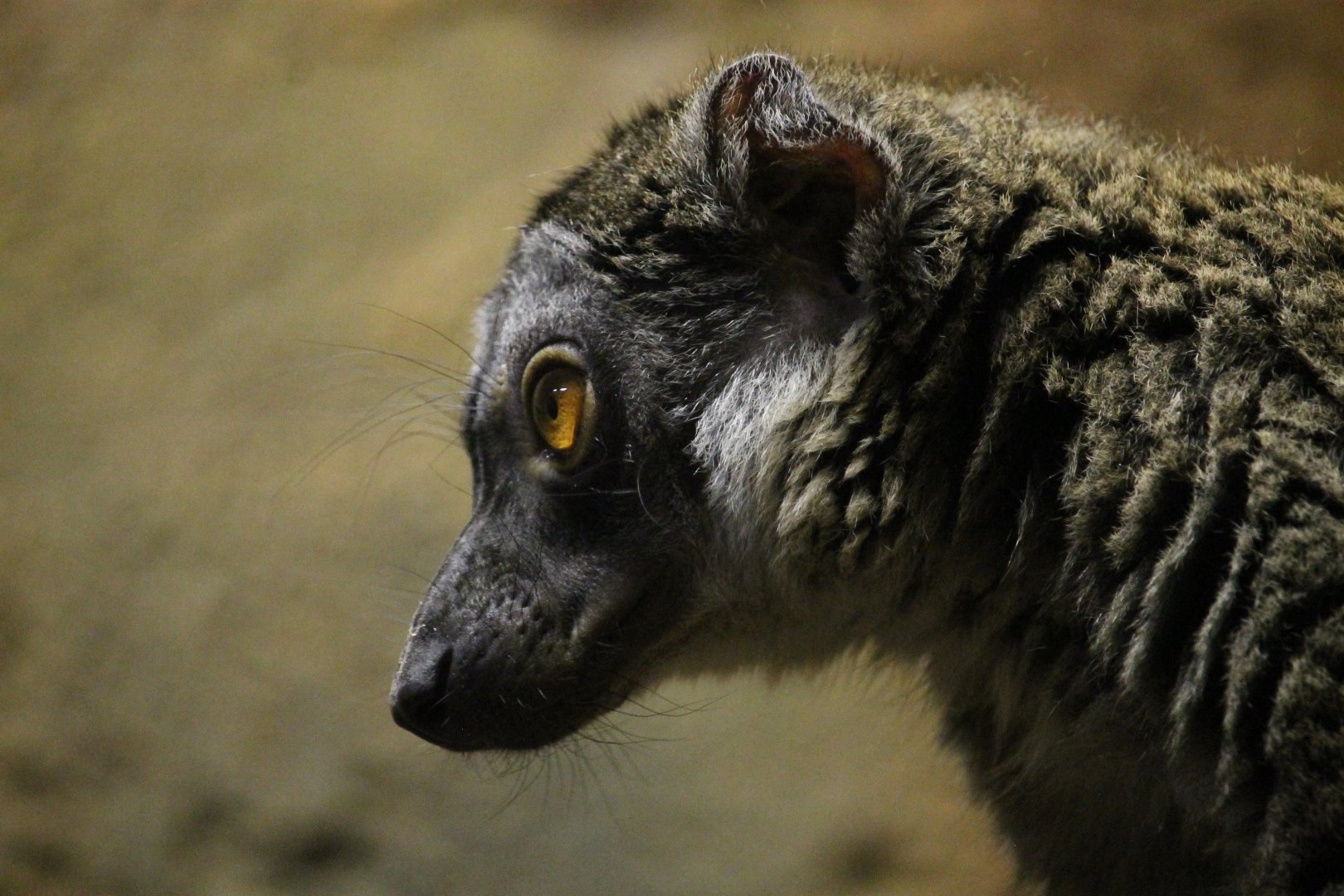 Brown Lemur (Eulemur fuscus)