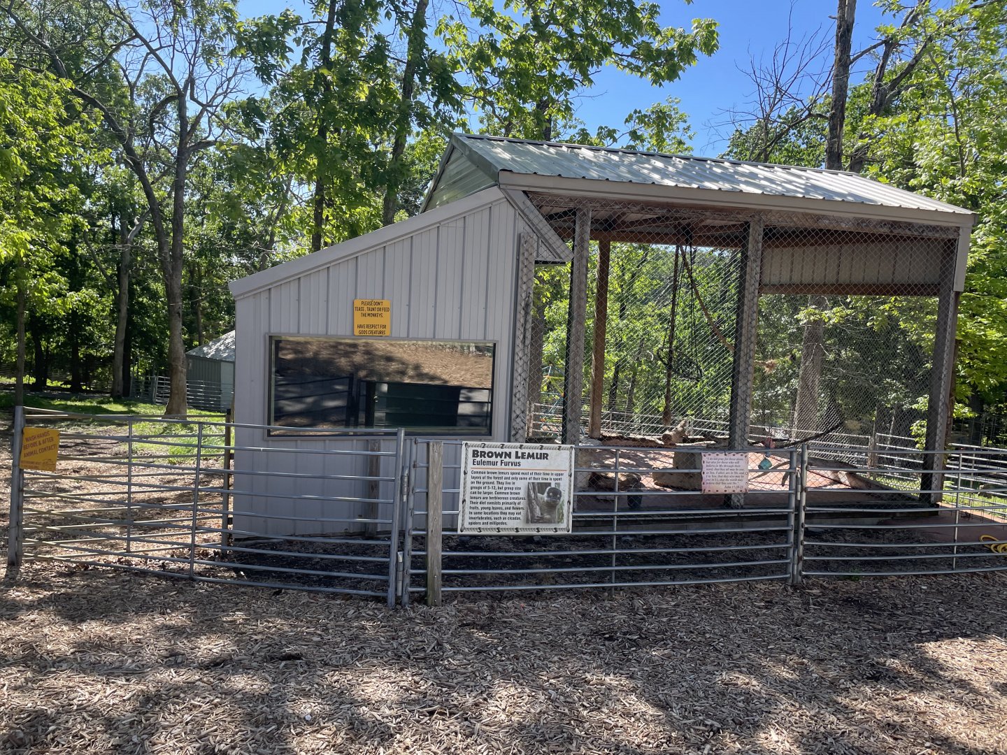 Brown Lemur Exhibit- May 2024