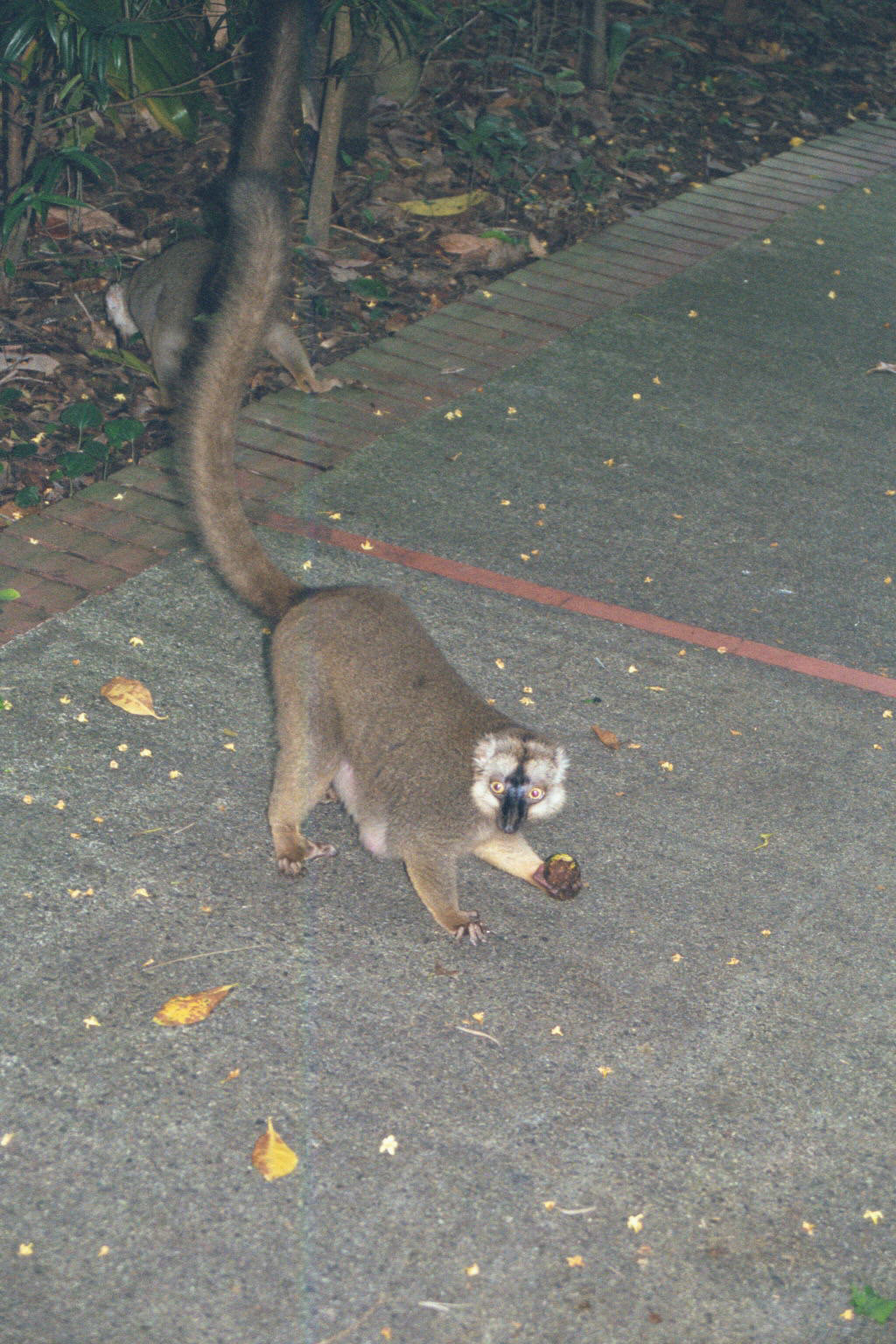 Brown Lemur - Jun 2000