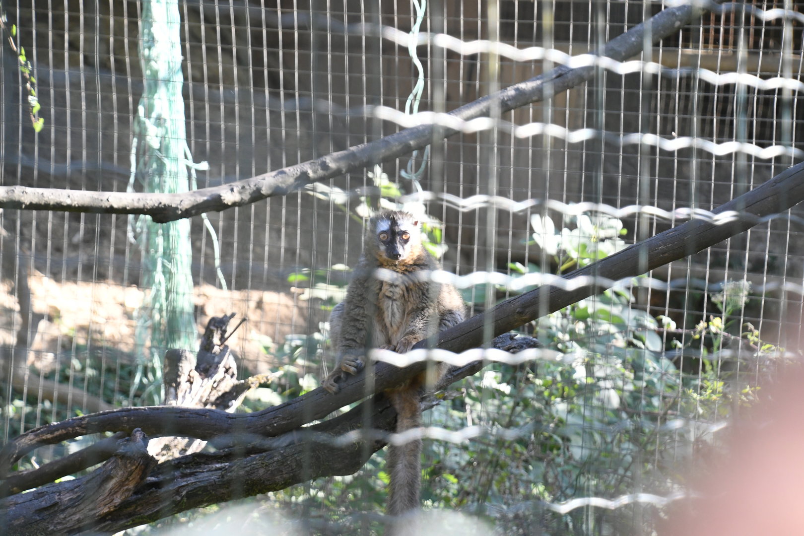 Brown Lemur (signed as Eulemur rufa)