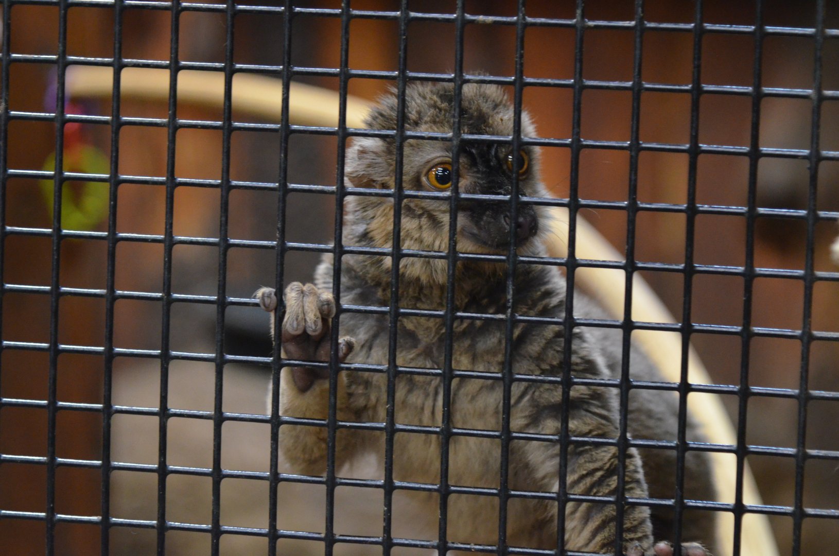 Brown Lemur (Sp.?)