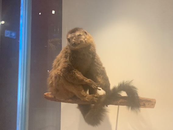Brown lemur (taxidermised)