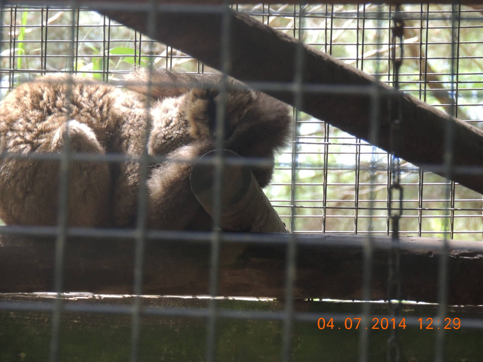 brown lemur