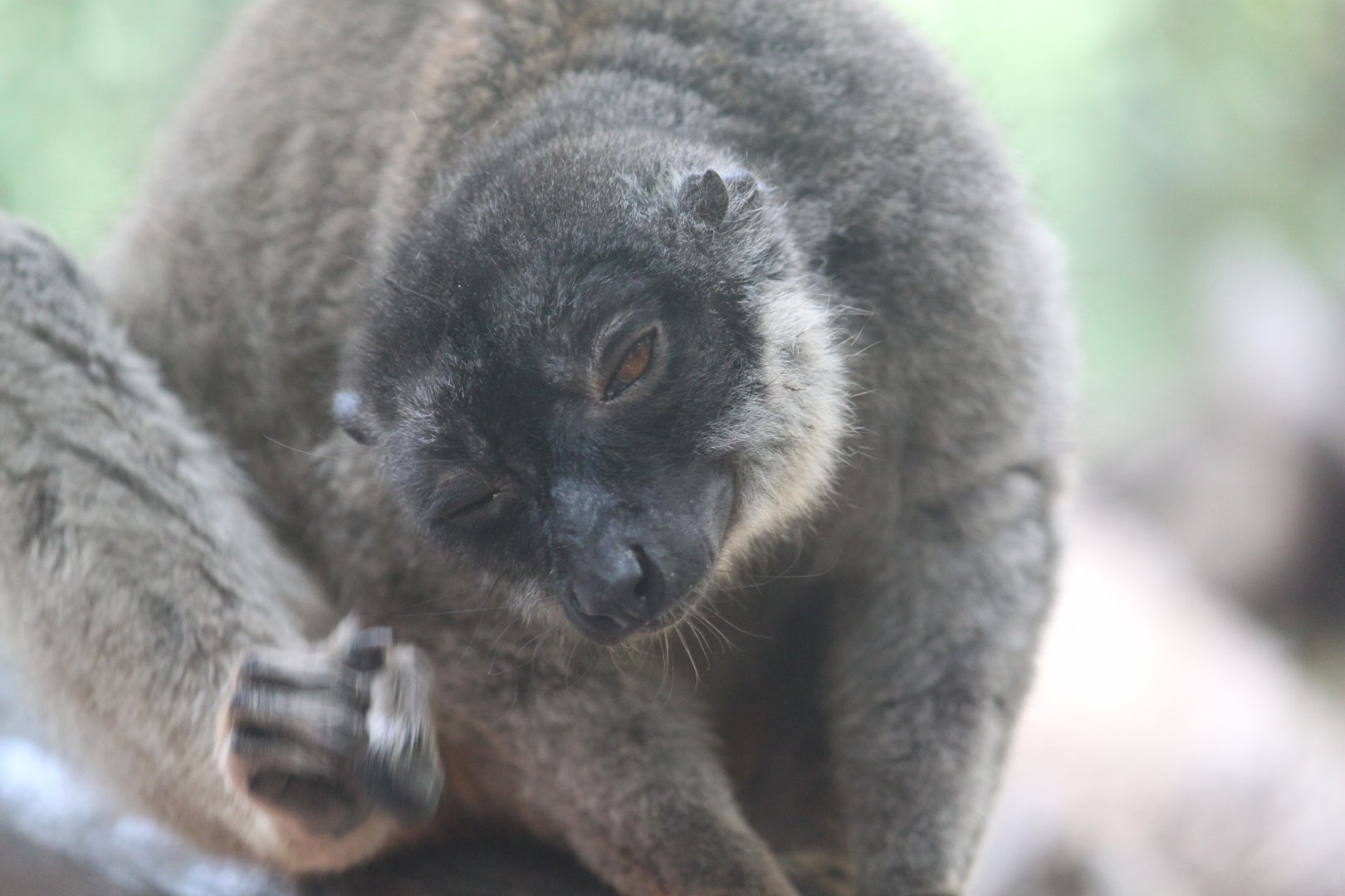 Brown lemur