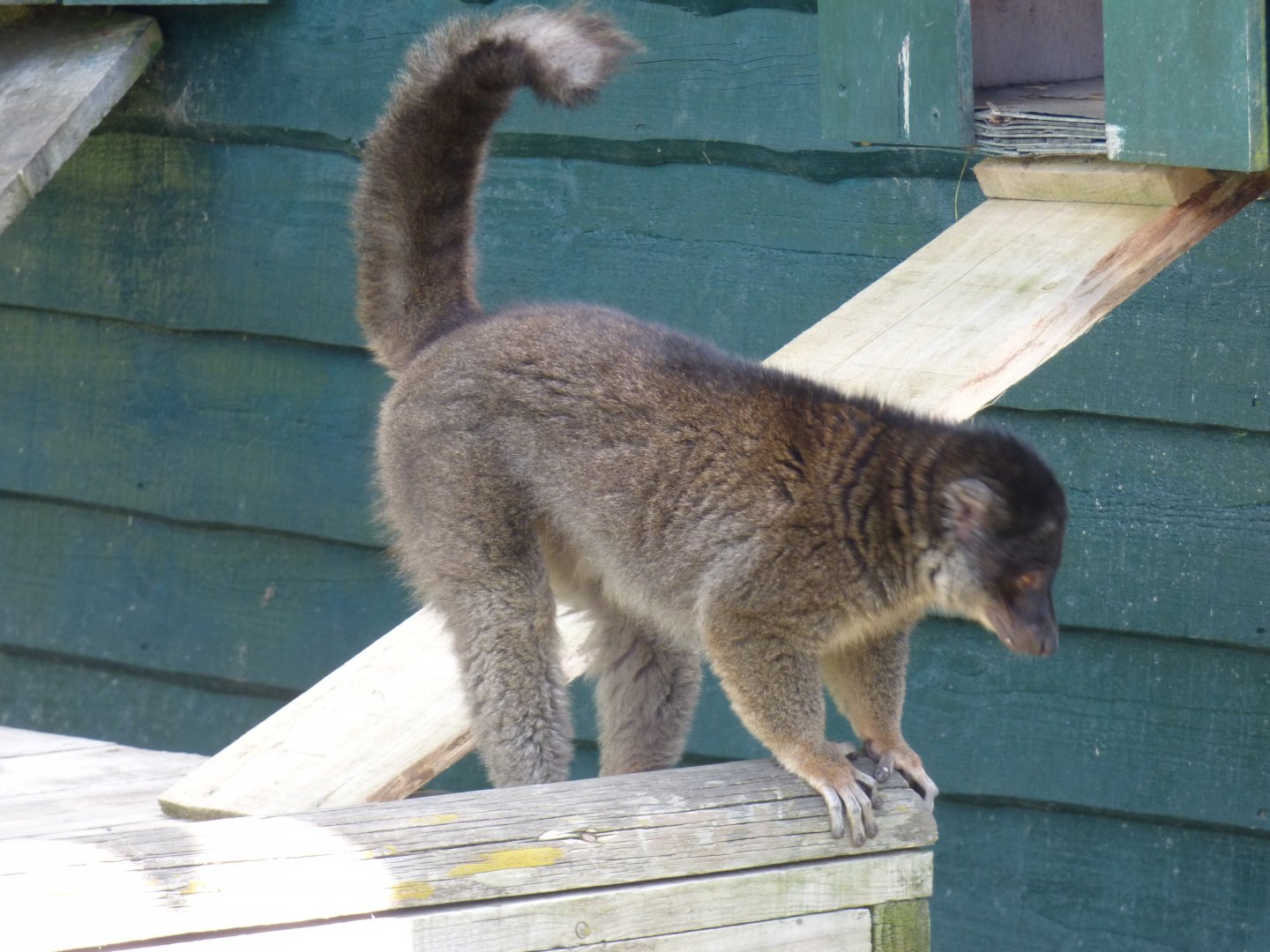 Brown Lemur